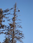 Alaskan Eagle