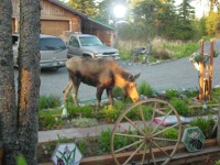 Moose