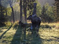 Moose and baby